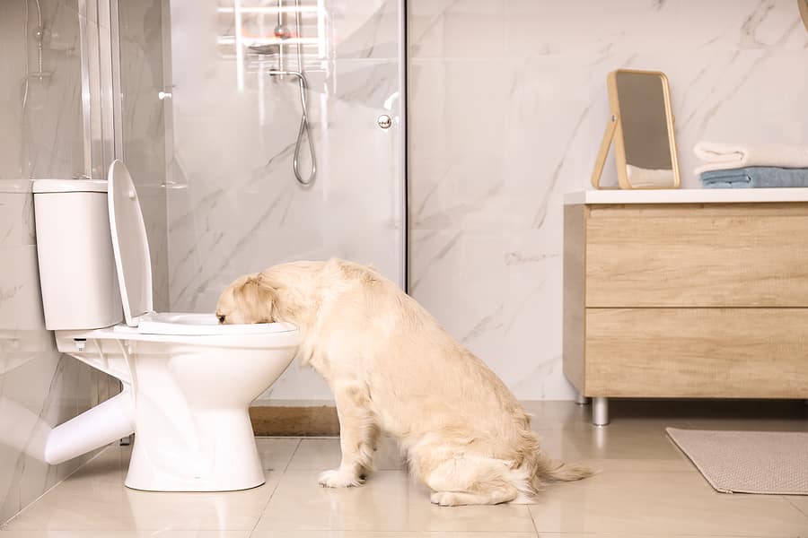 Pets and Your Plumbing